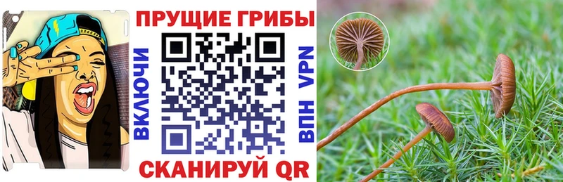 Купить где  Дербент  Псилоцибиновые грибы MAGIC MUSHROOMS 